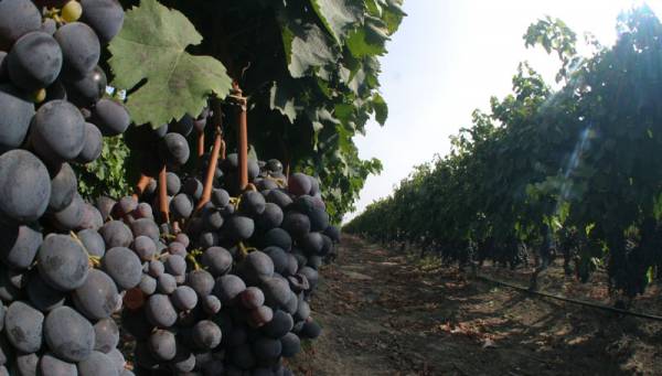 10,5 εκατ. ευρώ για την προώθηση του ελληνικού κρασιού σε τρίτες χώρες