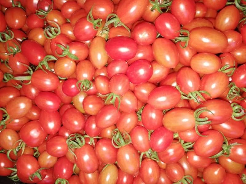 Τριφυλία: Μέτρα για αντιμετώπιση επιβλαβούς οργανισμού σε φυτά ντομάτας