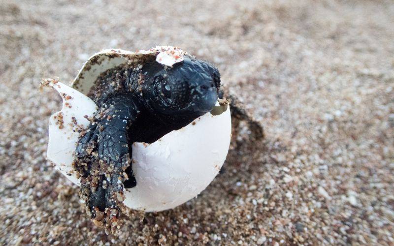 “Αρχέλων”: Εκκληση για προστασία θαλάσσιας χελώνας στον Κυπαρισσιακό Κόλπο