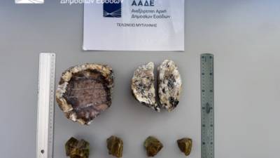 ΑΑΔΕ: Σύλληψη δύο Ολλανδών για κλοπή απολιθωμάτων από το δάσος της Λέσβου