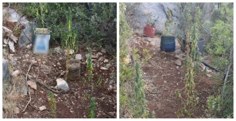 Προσωρινά κρατούμενος ο 21χρονος που καλλιεργούσε χασίς στην Αμφεια