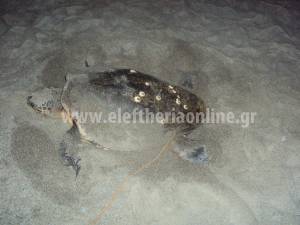 Xελώνα καρέτα - καρέτα γέννησε στην Παραλία της Καλαμάτας (φωτογραφίες)
