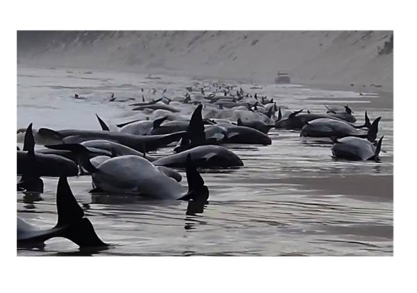 Αυστραλία: Περίπου 200 από τις 230 φάλαινες που είχαν εξοκείλει σε παραλία της Τασμανίας πέθαναν