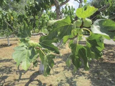 Αποζημίωση συκοπαραγωγών ζητεί ο Αλευράς