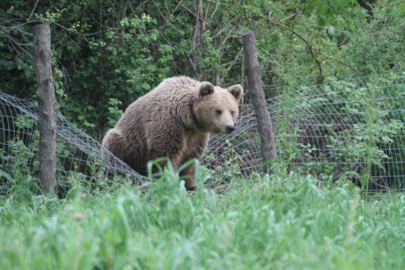 Τραυματισμός 26χρονου μετά από «συνάντηση» με αρκούδα στην Καστοριά