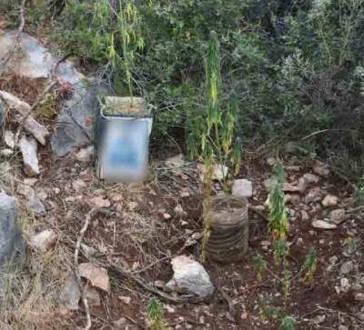 21χρονος στην Αμφεια καλλιεργούσε 32 δενδρύλλια χασίς στο κτήμα του