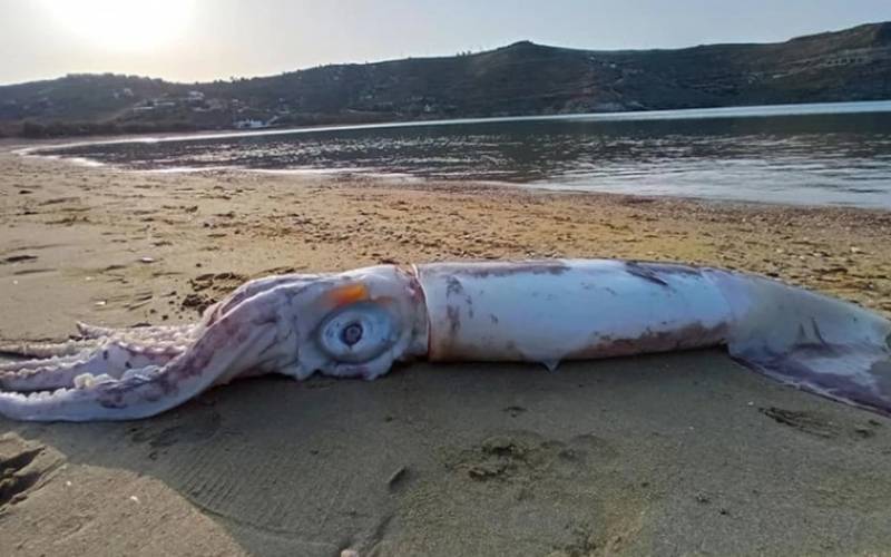 Τζια: Η θάλασσα ξέβρασε γιγάντιο θράψαλο