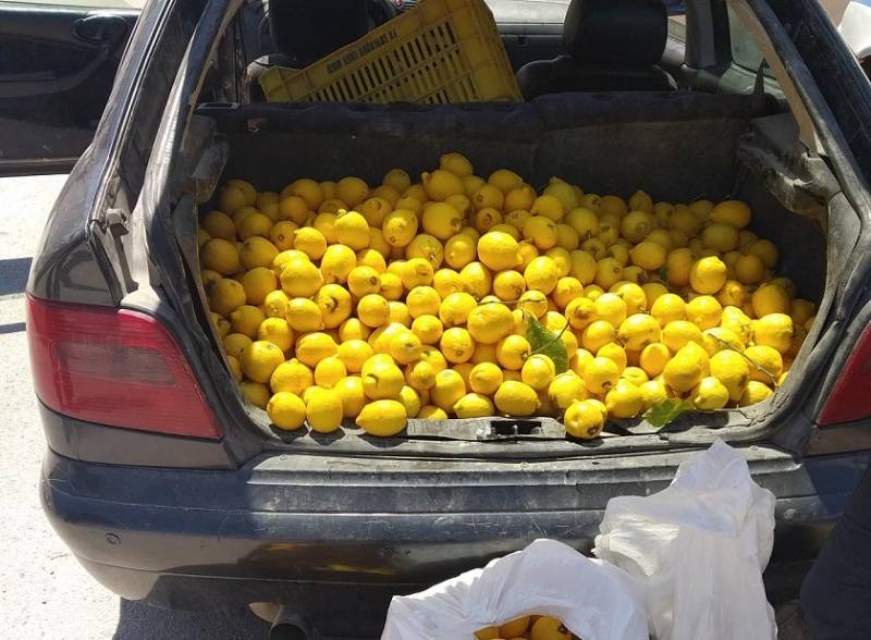 Κορινθία: Έκλεψαν 300 κιλά λεμόνια από αγρόκτημα στο Βέλο