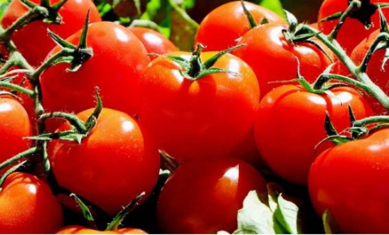 Κατάσχεση και καταστροφή 1 τόνου ντομάτας με υπολείμματα φυτοφαρμάκων