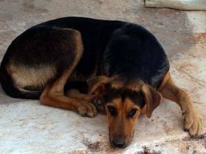 Ηλικιωμένος σκότωσε με καραμπίνα δύο σκύλους στην Τρίπολη