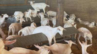 ΕΦΕΤ: Καμία εμπλοκή στο περιστατικό παράνομης εκτροφής ζώων σε ταράτσα κτιρίου στους Αμπελόκηπους