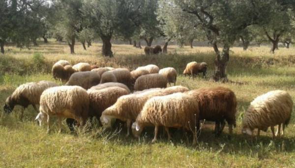 ΣΥΡΙΖΑ: Ερώτηση Χαρίτση - Αραχωβίτη για κτηνοτρόφους