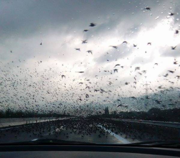 Μοναδικό θέαμα με χιλιάδες πουλιά στον αυτοκινητόδρομο Καλαμάτα - Τρίπολη (φωτογραφίες)