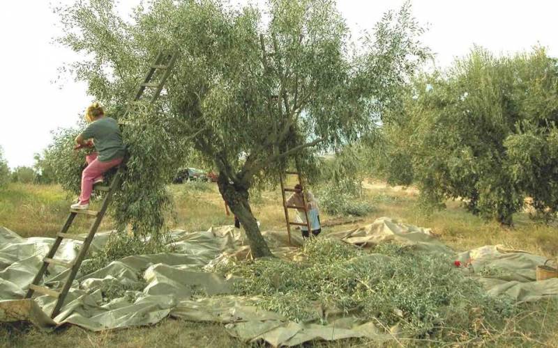 Μεσσηνία: Απάντηση Χατζηδάκη σε Λαμπρόπουλο για τους εργάτες γης