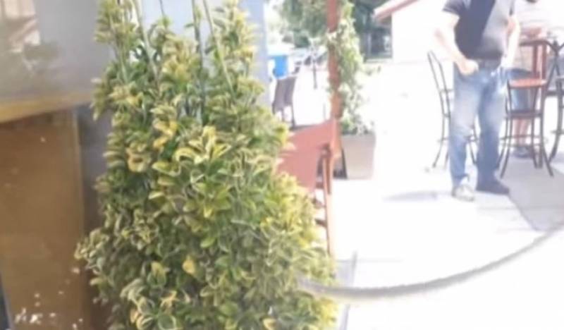 Σέρρες: Εμφανίστηκε φίδι σε καφετέρια - Βίντεο με τον... ασυνήθιστο πελάτη
