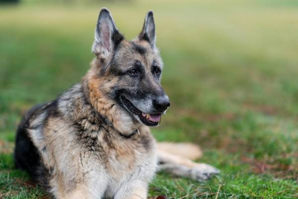 ΗΠΑ: Το ζεύγος Μπάιντεν ανακοίνωσε τον θάνατο του «πρώτου σκύλου», Τσαμπ