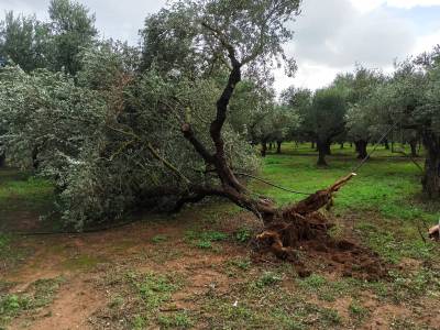 Μεσσηνία: Καταστροφικό πέρασμα ανεμοστρόβιλου από τα Πηγάδια (Φωτογραφίες)