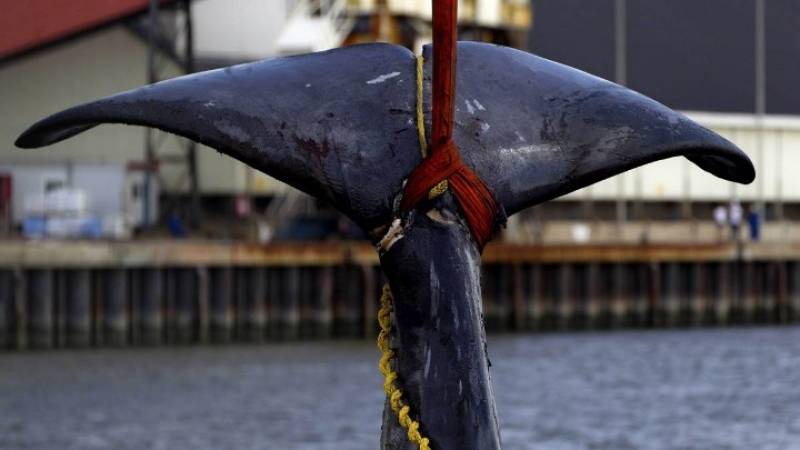 Ινδονησία: Έξι κιλά πλαστικά απόβλητα βρέθηκαν στο στομάχι νεκρής φάλαινας