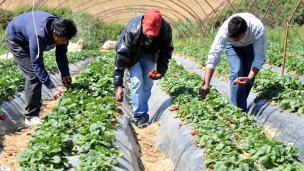 Εξάμηνη άδεια σε μετανάστες για απασχόληση με εργόσημο σε αγροτικές εργασίες