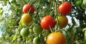 Σερρες: Καταδίκη 7 ατόμων για απάτη με εικονικές καλλιέργειες ντομάτας