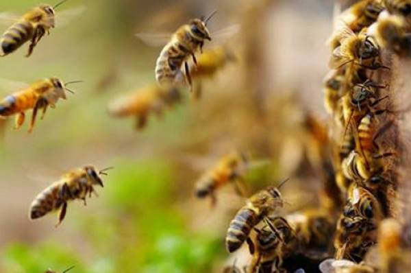 Προστασία μελισσών από τους ψεκασμούς 