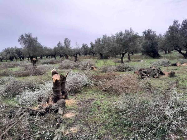 Ρομά έκοψαν ελαιόδεντρα σε κτήμα στα Αρφαρά