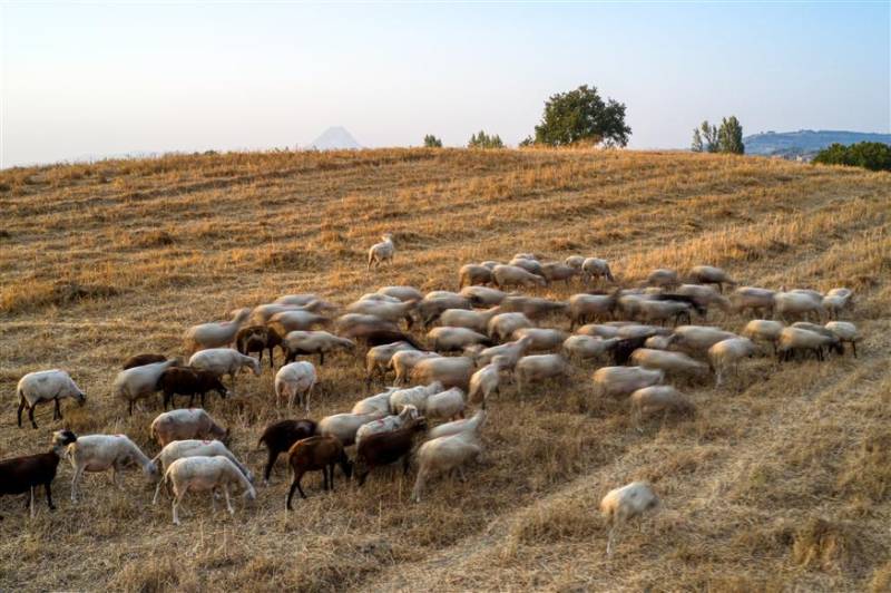 ΟΠΕΚΕΠΕ: Έως 11/11 η απογραφή ζωικού κεφαλαίου των εκμεταλλεύσεων αιγοπροβάτων