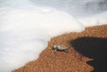 Το πρώτο χελωνάκι για το 2014 βγήκε στον Κυπαρισσιακό Κόλπο