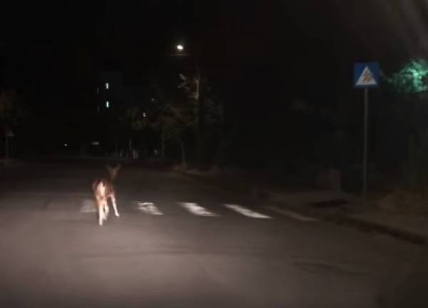 Καλαμάτα: Ελάφι έκανε... νυχτερινή βόλτα στην πόλη (βίντεο)