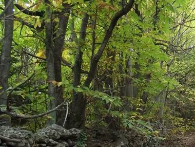 Πεζοπορία στο Καλάθι