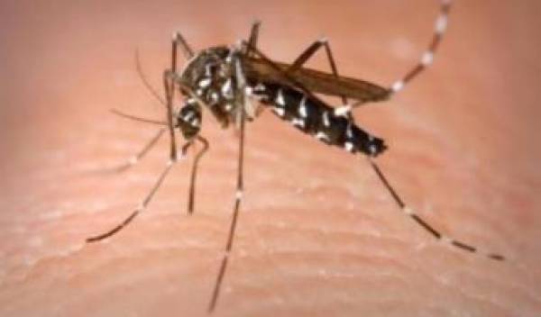 Η... μάχη με τα κουνούπια δεν έχει ακόμα νικητή