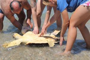 Διασώθηκαν χελώνες στην Ελιά Λακωνίας