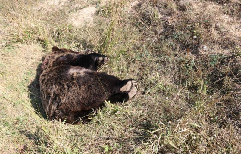 Νεκρή από σφαίρες αρκούδα στην περιοχή Βροντερό Πρέσπας