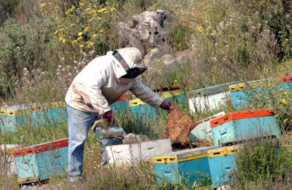 ΔΑΟΚ Τριφυλίας: Οδηγίες για προστασία μελισσών από ψεκασμούς