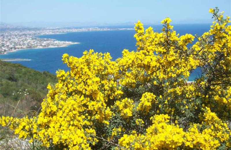 Φρύγανα – ασπάλαθοι δεν είναι δασικά