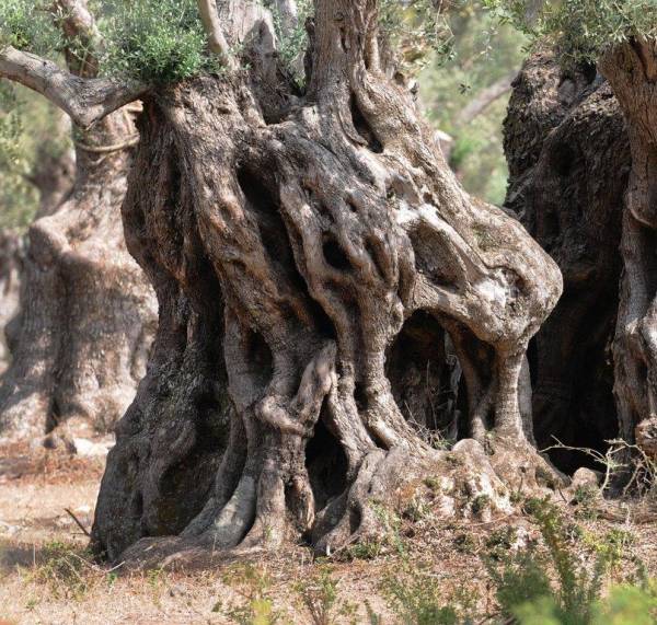 Συνεργασίες για την ανάδειξη του πολιτισμού της ελιάς