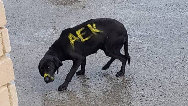 Απίστευτο: Εβαψαν... ΑΕΚ σκυλί στη Μεγαλόπολη!