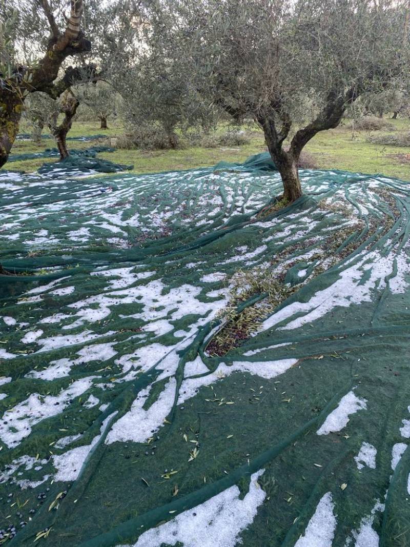 Το χαλάζι... ράβδισε τις ελιές σε Μεθώνη και Καινούργιο Χωριό - Ζημιές και σε αγροτικούς δρόμους