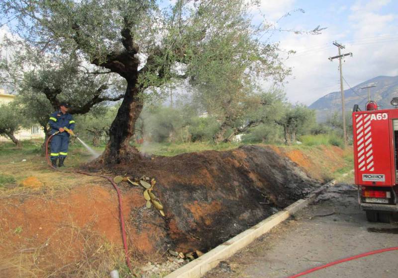 Φωτιά σε ελαιόδενδρο στην Ανατολική Καλαμάτα (βίντεο)