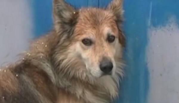 Κέρκυρα: Ο σκύλος έδειξε πού ήταν θαμμένη η 29χρονη - Σαν &quot;Χάτσικο&quot; την περιμένει να επιστρέψει