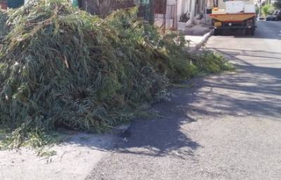 Καλεί τους ιδιοκτήτες ακινήτων να κόψουν επικίνδυνα κλαδιά ο Δήμος Μεσσήνης
