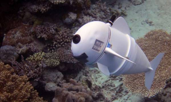 Το πρώτο ρομποτικό ψάρι, η SoFi, που μοιάζει με πραγματικό! (Βίντεο)