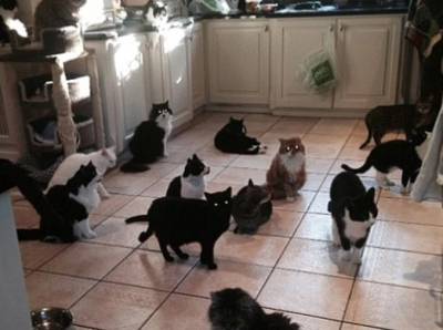 Υγειονομική βόμβα το σπίτι 51χρονης στη Θεσσαλονίκη: Ζούσε με 40 γάτες και τα περιττώματά τους