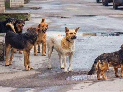 Καλαμάτα: Αδέσποτα σκυλιά επιτέθηκαν και σκότωσαν αρνιά, κατσίκια και προβατίνα!