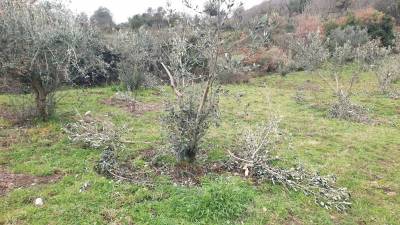 Καταστροφές από αδέσποτα βοοειδή στο Μαργέλι