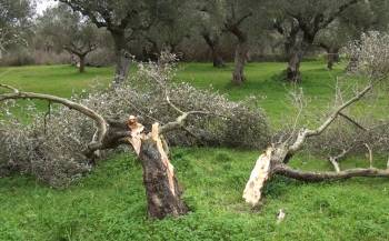 Υποβολή δηλώσεων ζημιάς από τον αέρα της παραμονής Πρωτοχρονίας