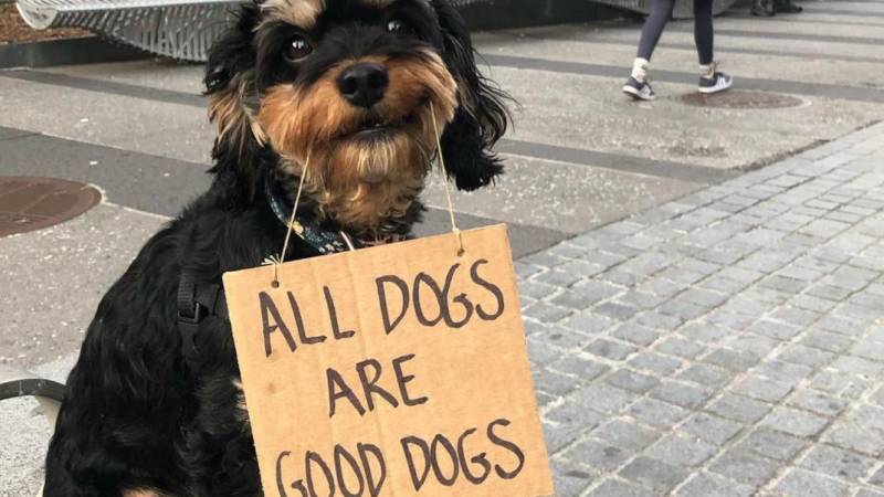 Σκύλος κρατά πινακίδες με τα πιο ενοχλητικά πράγματα που κάνουν οι άνθρωποι - Έγινε αμέσως viral (φωτο)