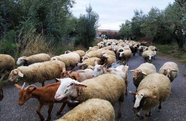 Ζητούν μέτρα στήριξης οι κτηνοτρόφοι Τριφυλίας