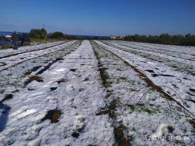 Αναφορά Χαρίτση για ζημιές από χαλάζι στην Τριφυλία