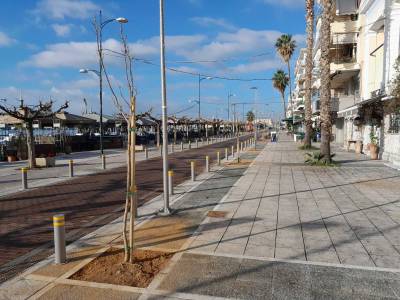 Καλαμάτα: Μπήκαν τα δέντρα στη Ναυαρίνου